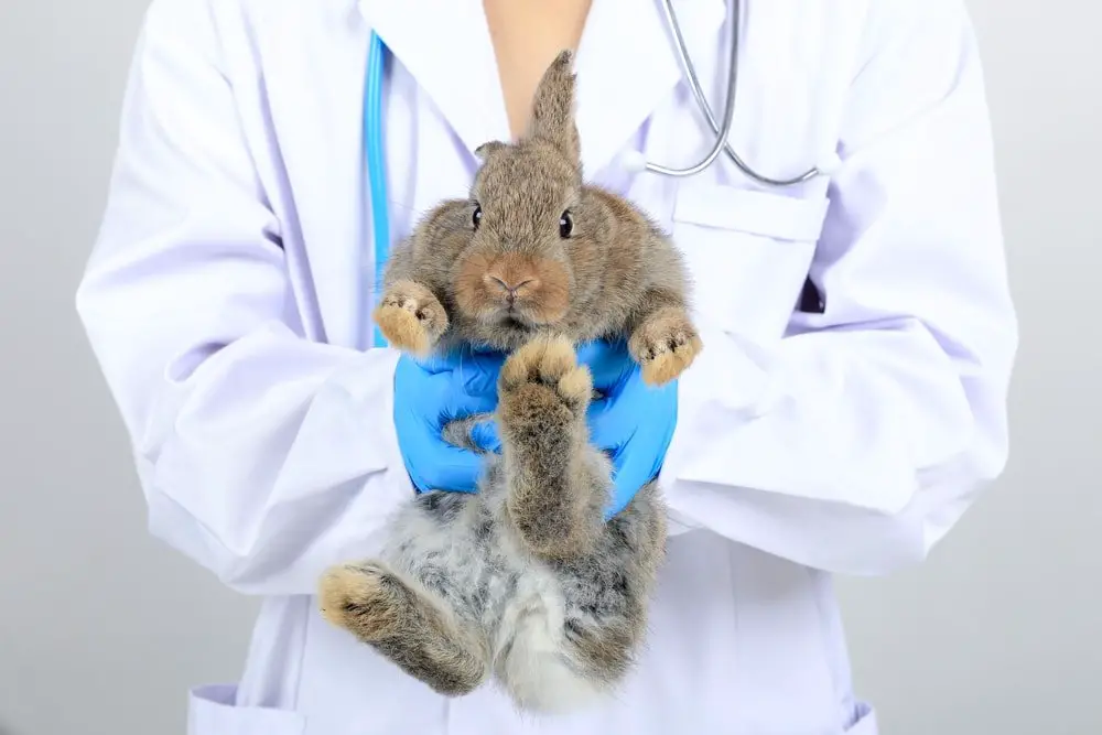 Spaying or Neutering Your Pet Rabbit