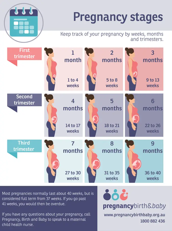 Stages Pregnancy Image