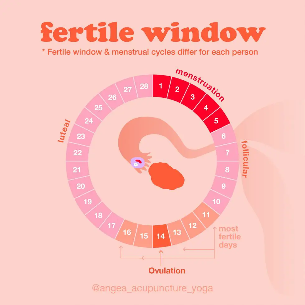 The 4 Keys To Finding Your Fertility Window