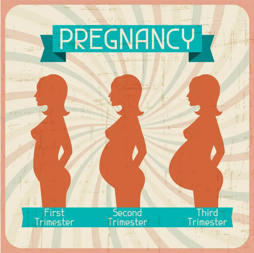 The first trimester of pregnancy