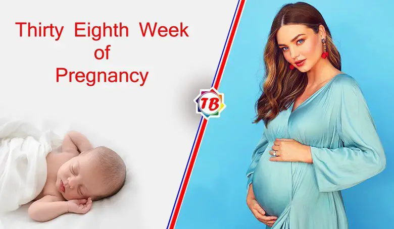 Thirty Eighth Week of Pregnancy