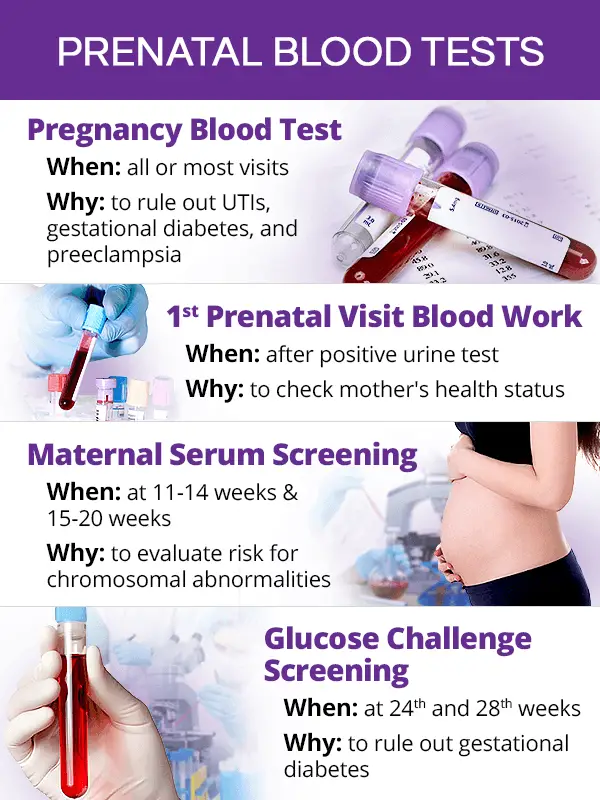 Urine &  Blood Tests during Pregnancy
