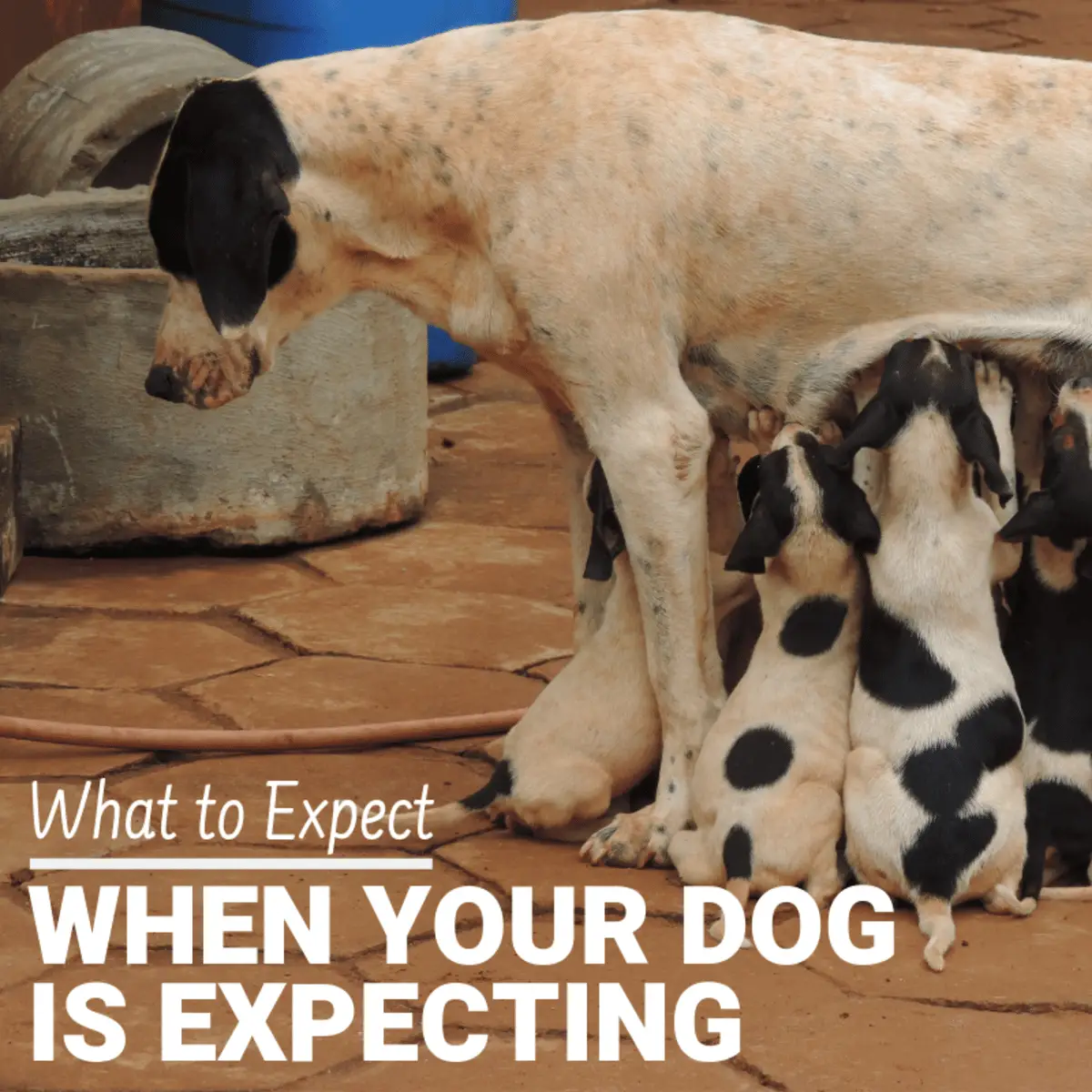 What to Expect When Your Pregnant Dog Is Expecting Puppies