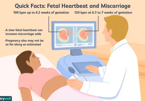 When Does The Baby S Heart Starts Beating During Pregnancy ...