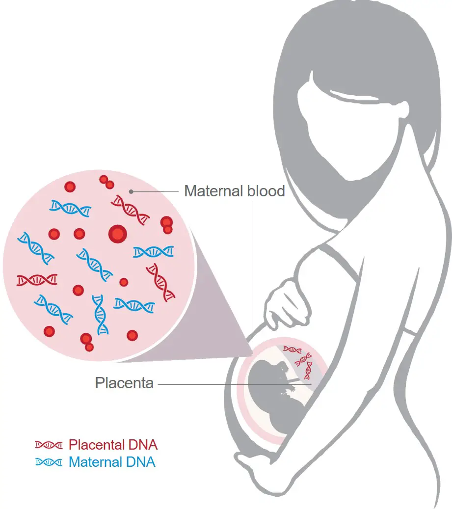 Why The âprenatal Peaceâ Genetic Screening Test? C27
