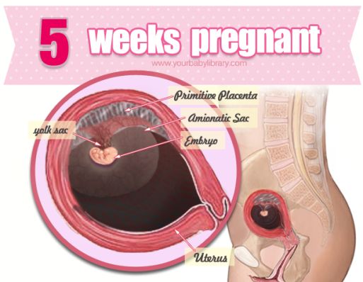 You are 5 weeks pregnant. Thereâs a baby in there, and it ...